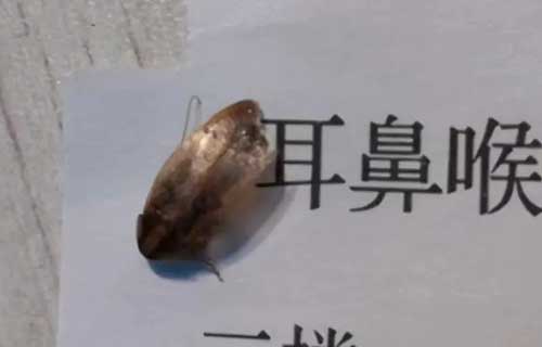 3岁孩童深夜惊醒，竟是虫子惹的祸   